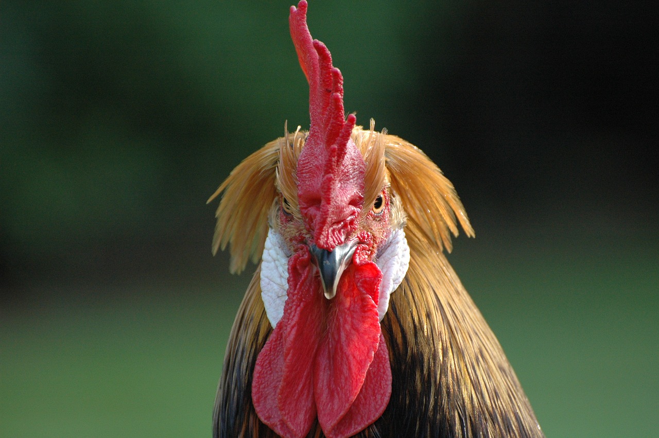 cock brabant hen backyard free photo