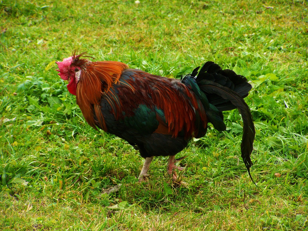 cock color poultry free photo