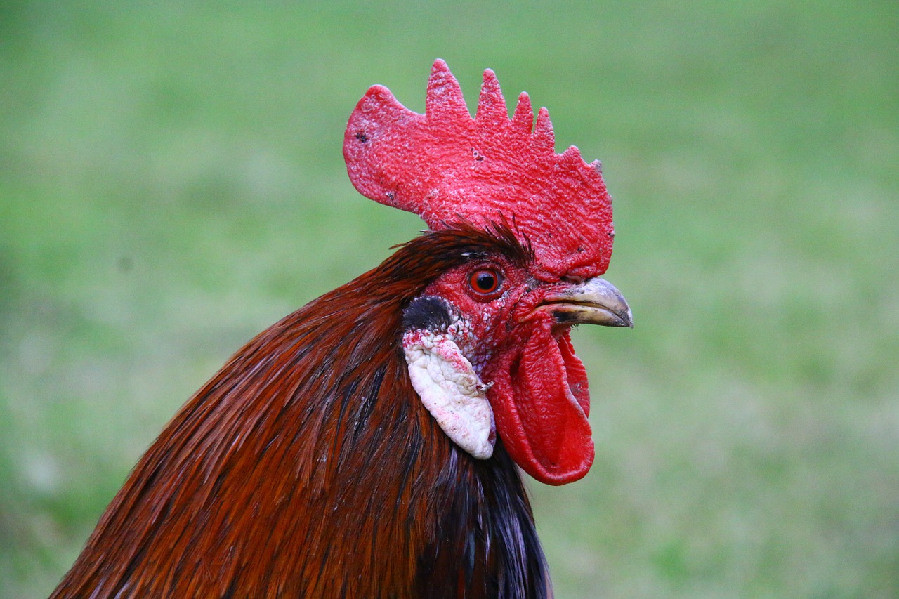 cock head animal free photo