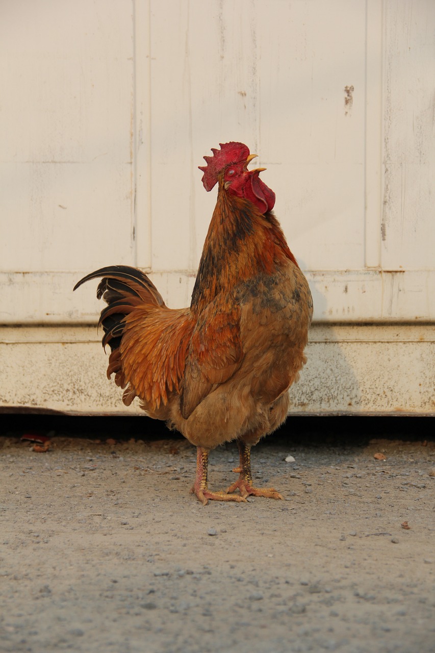 cock front of the house morning free photo