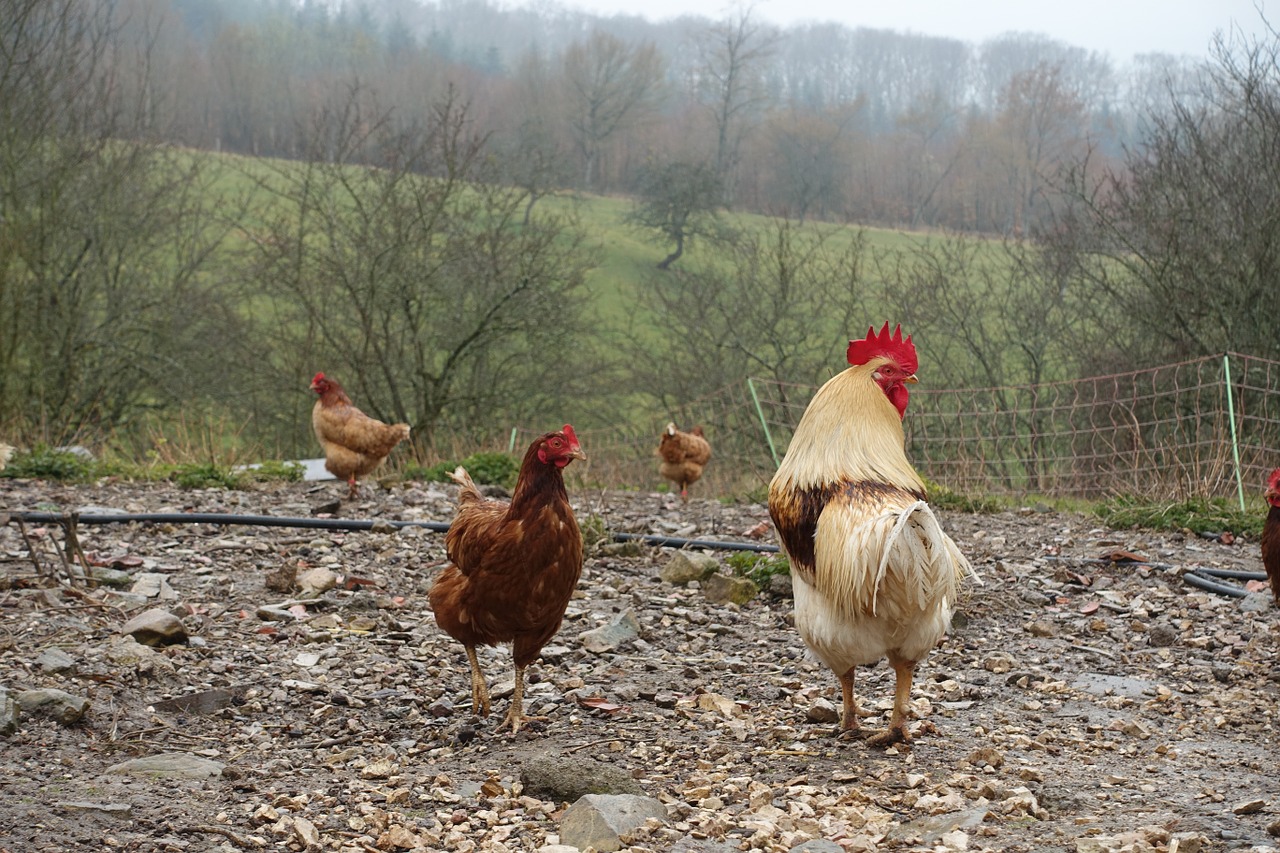 cock hen backyard free photo