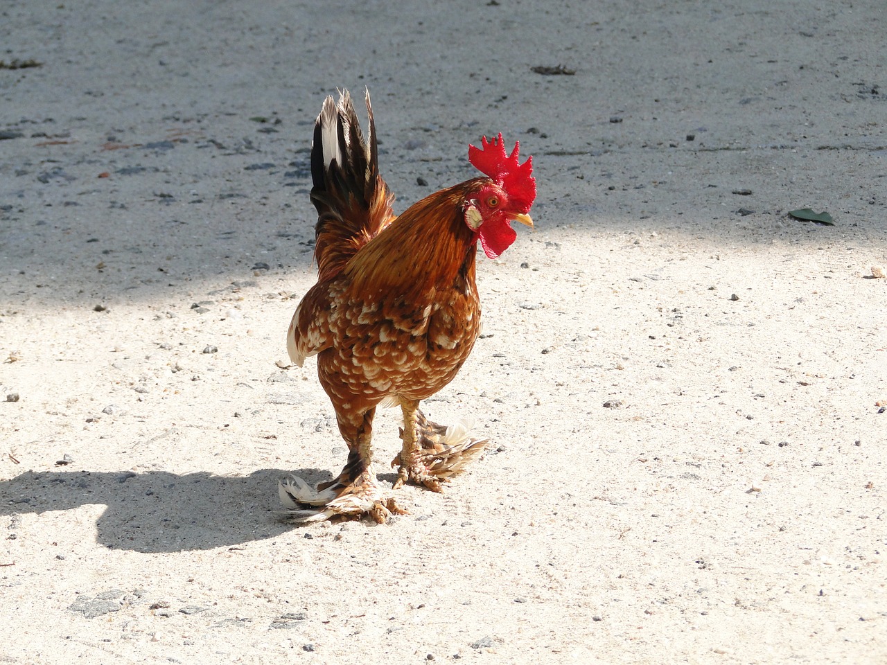 cock bird animal free photo