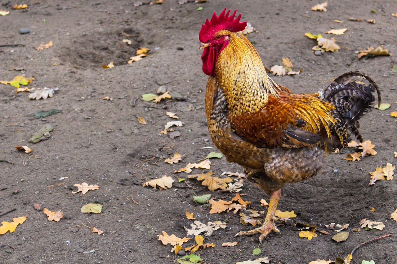 cock farm chicken free photo