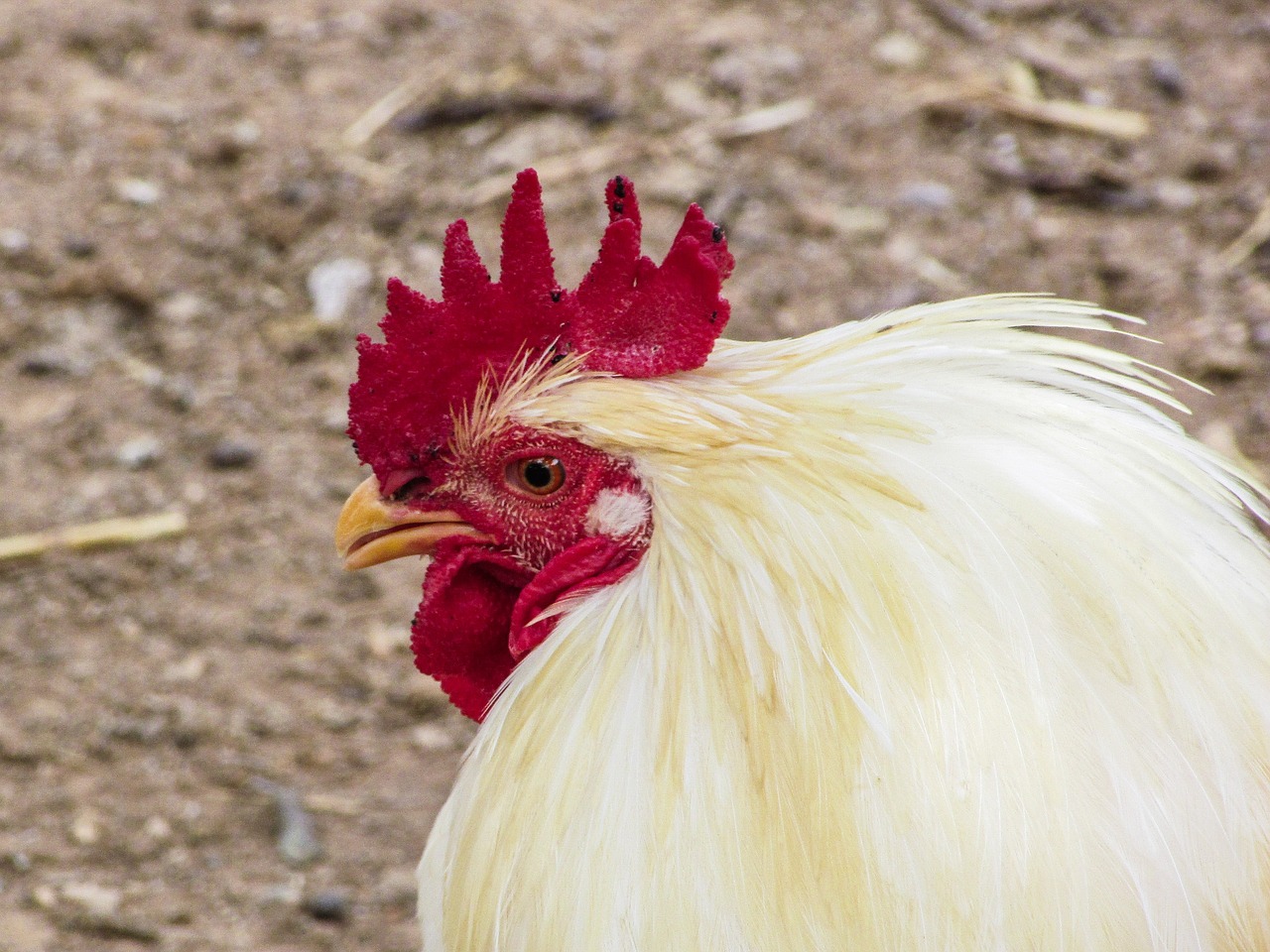 cock hen animal free photo