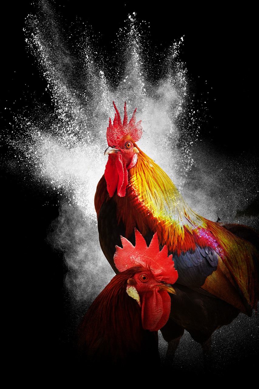 cock year of the rooster black background free photo
