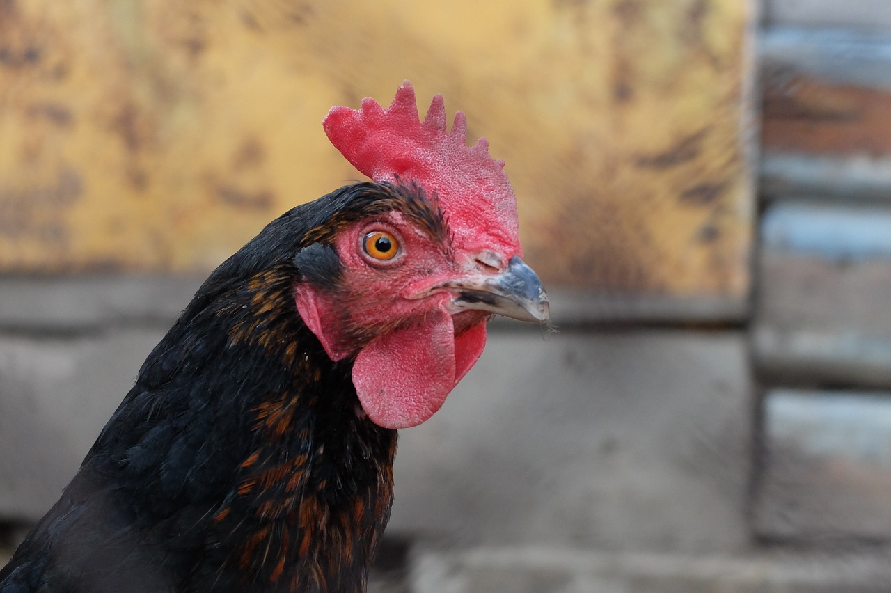 cock village animals free photo