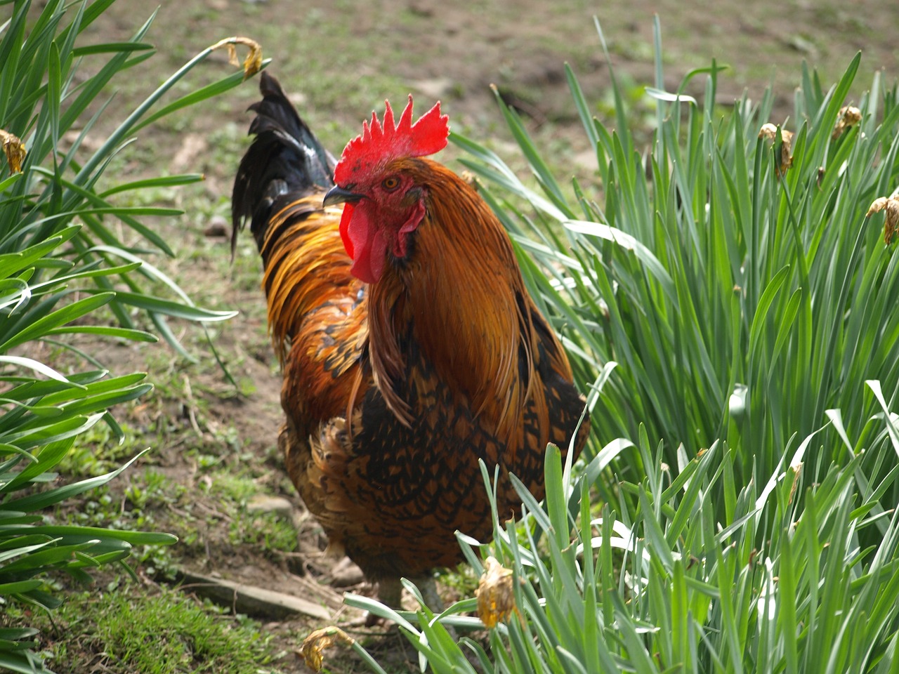 cock poultry feather free photo