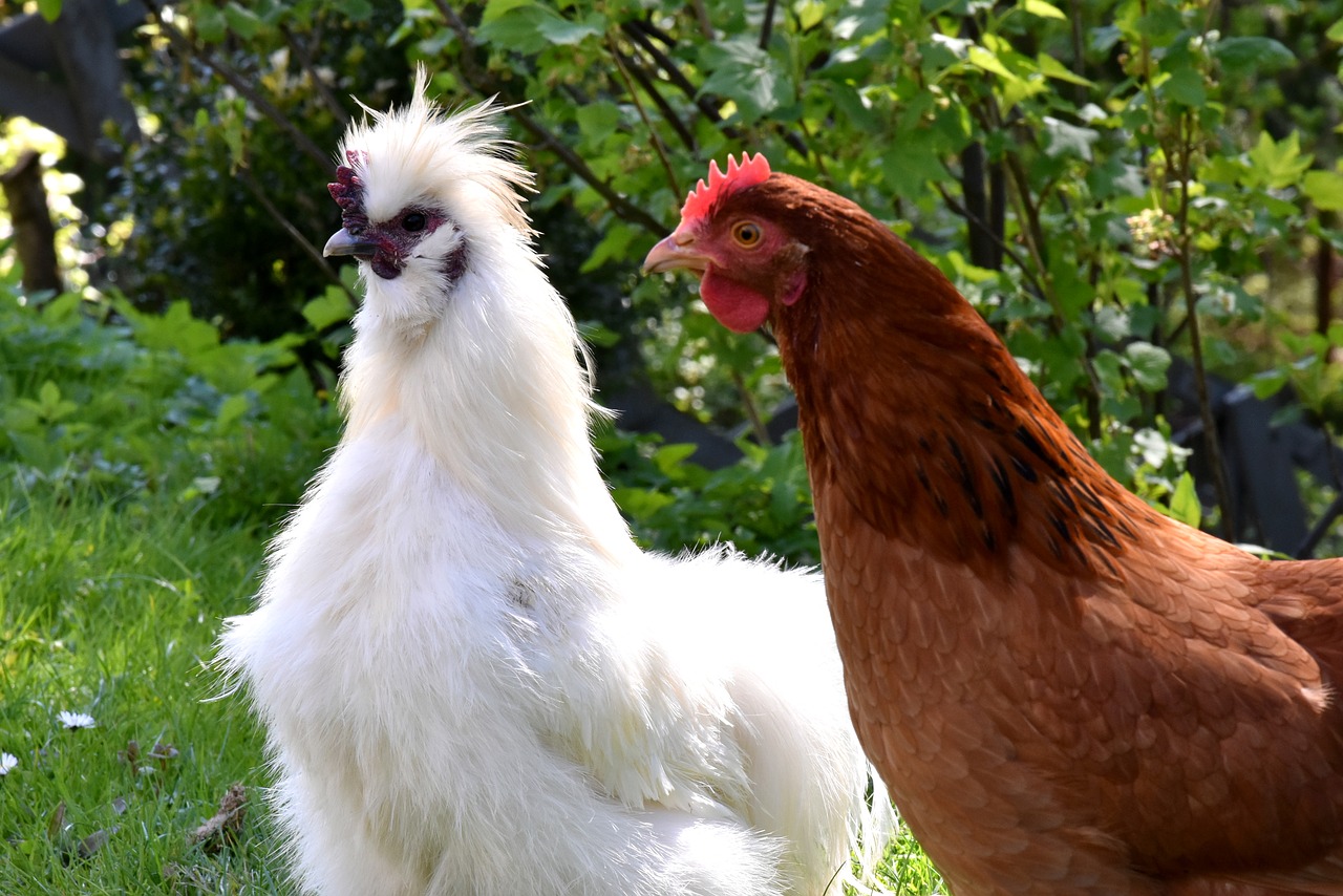 cock the hen chicken free photo