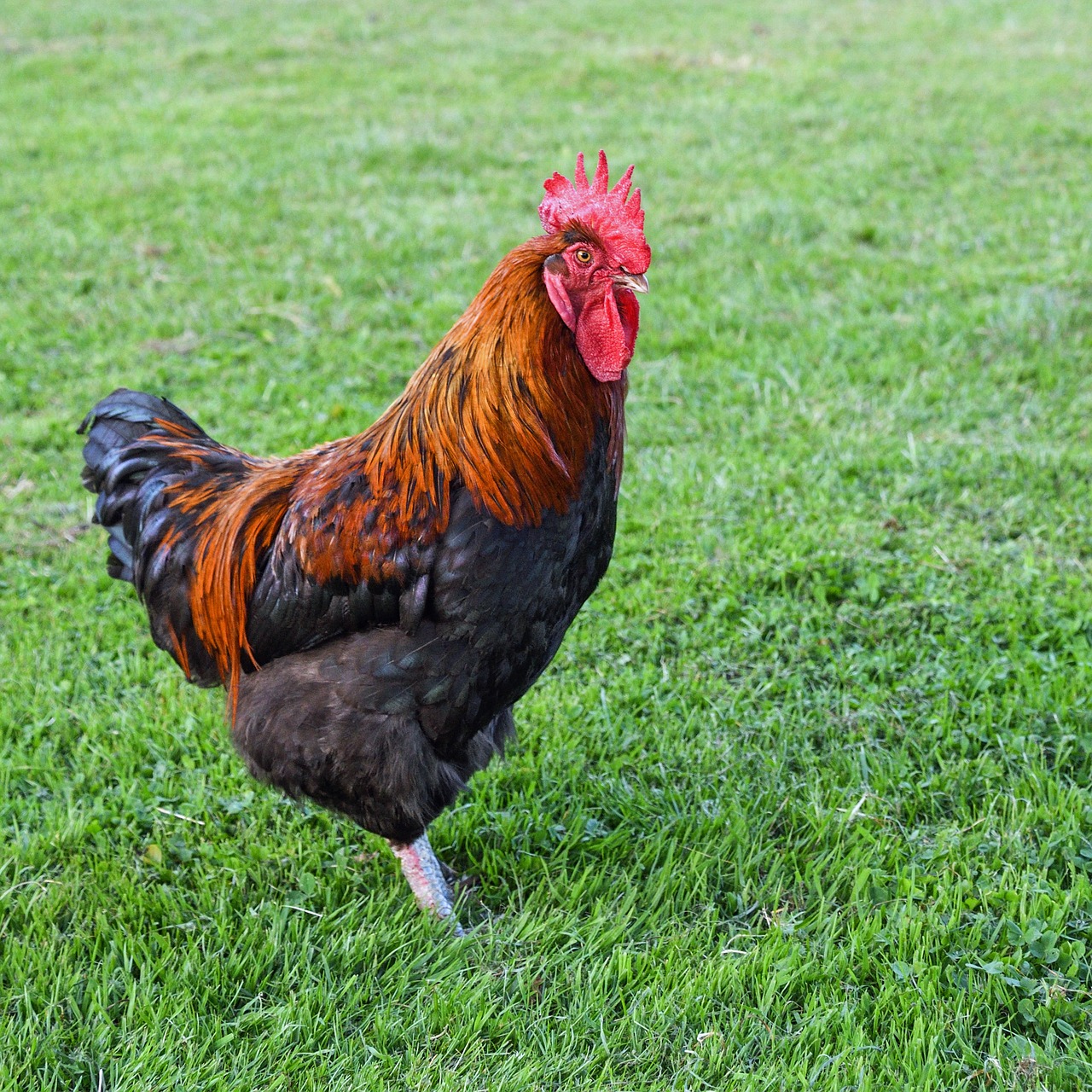cock grass crete free photo