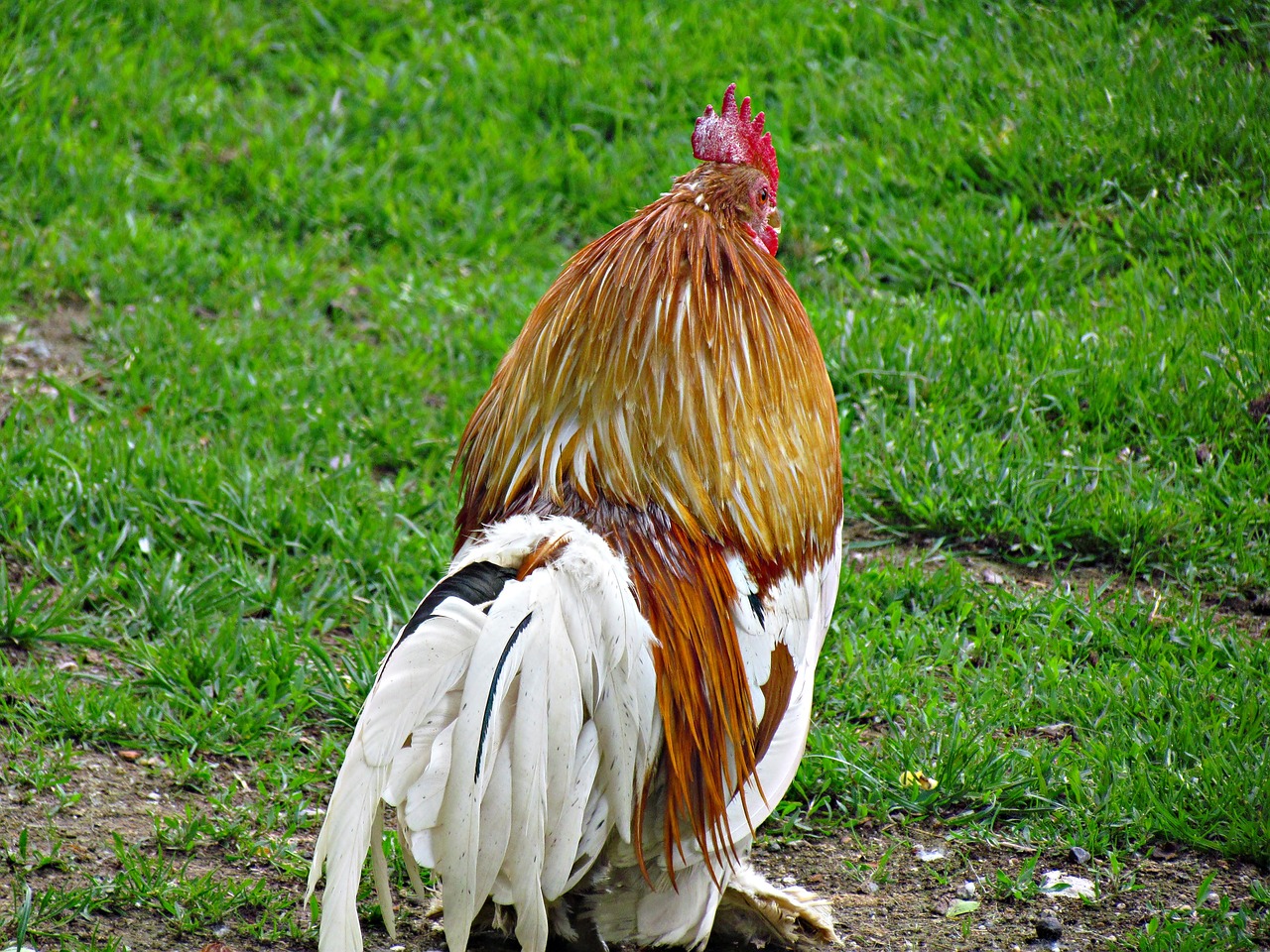 cock poultry bird free photo
