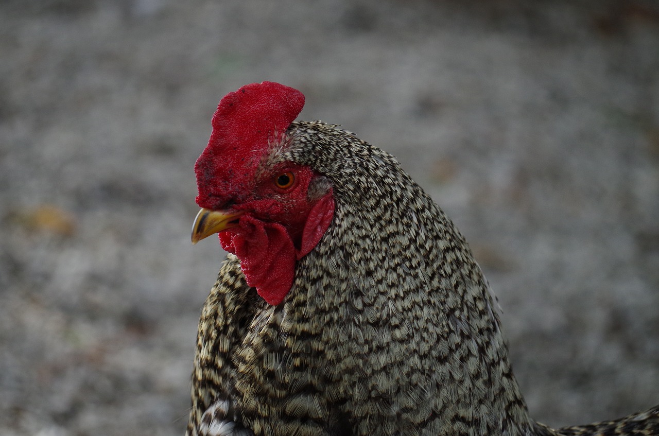 cock mottled poultry free photo