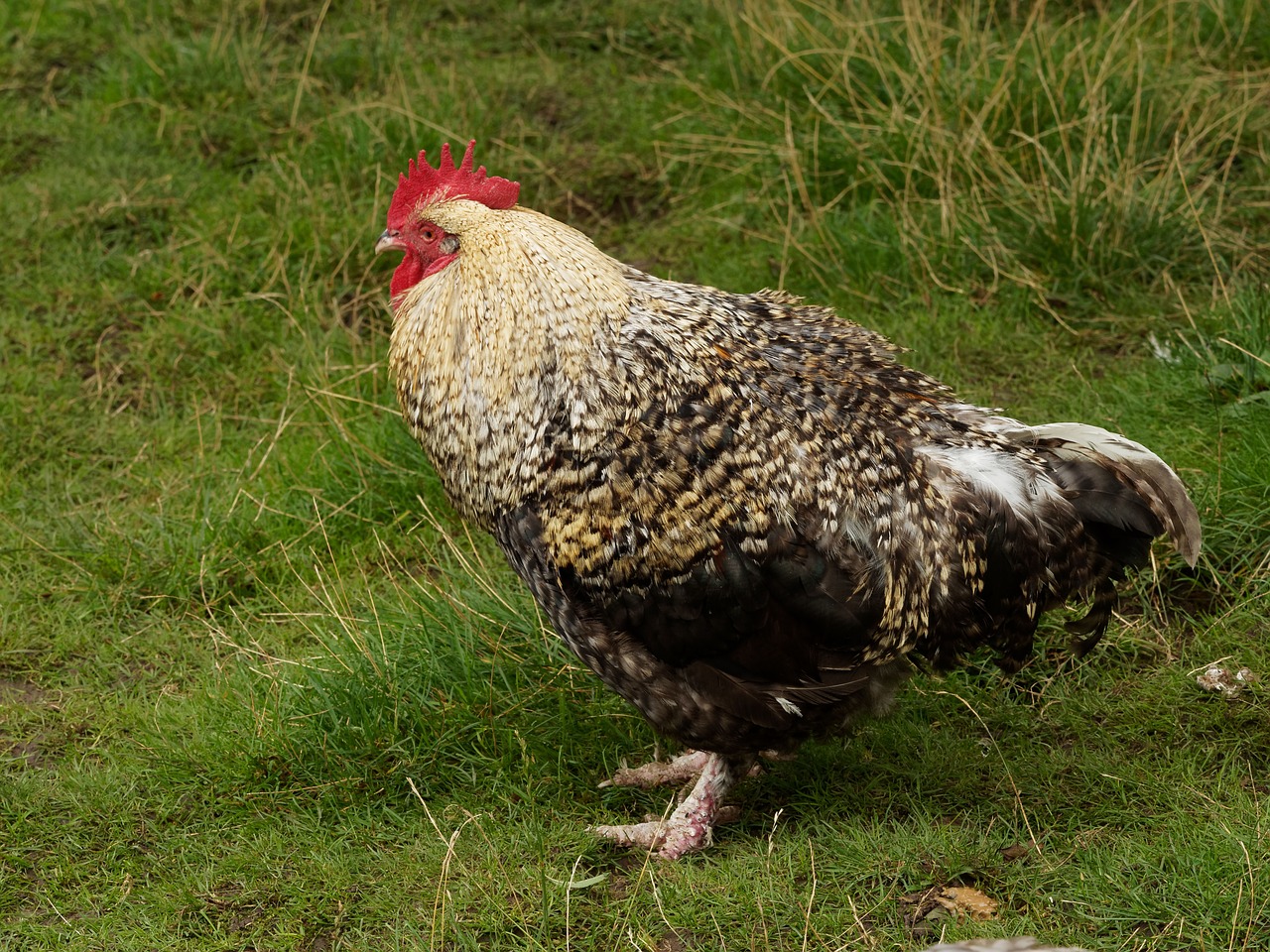 cock hens poultry free photo