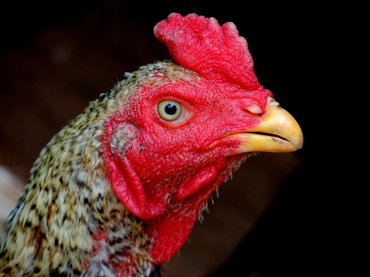cock chicken farm free photo