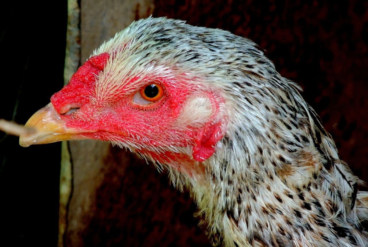 cock chicken farm free photo