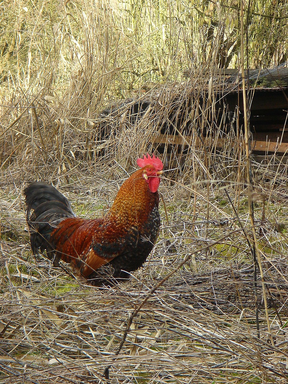 cock poultry pet free photo