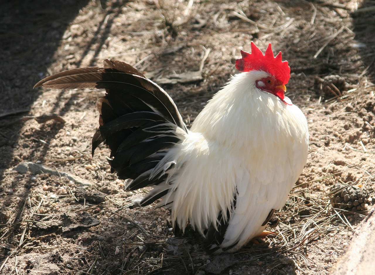 cock bird nature free photo