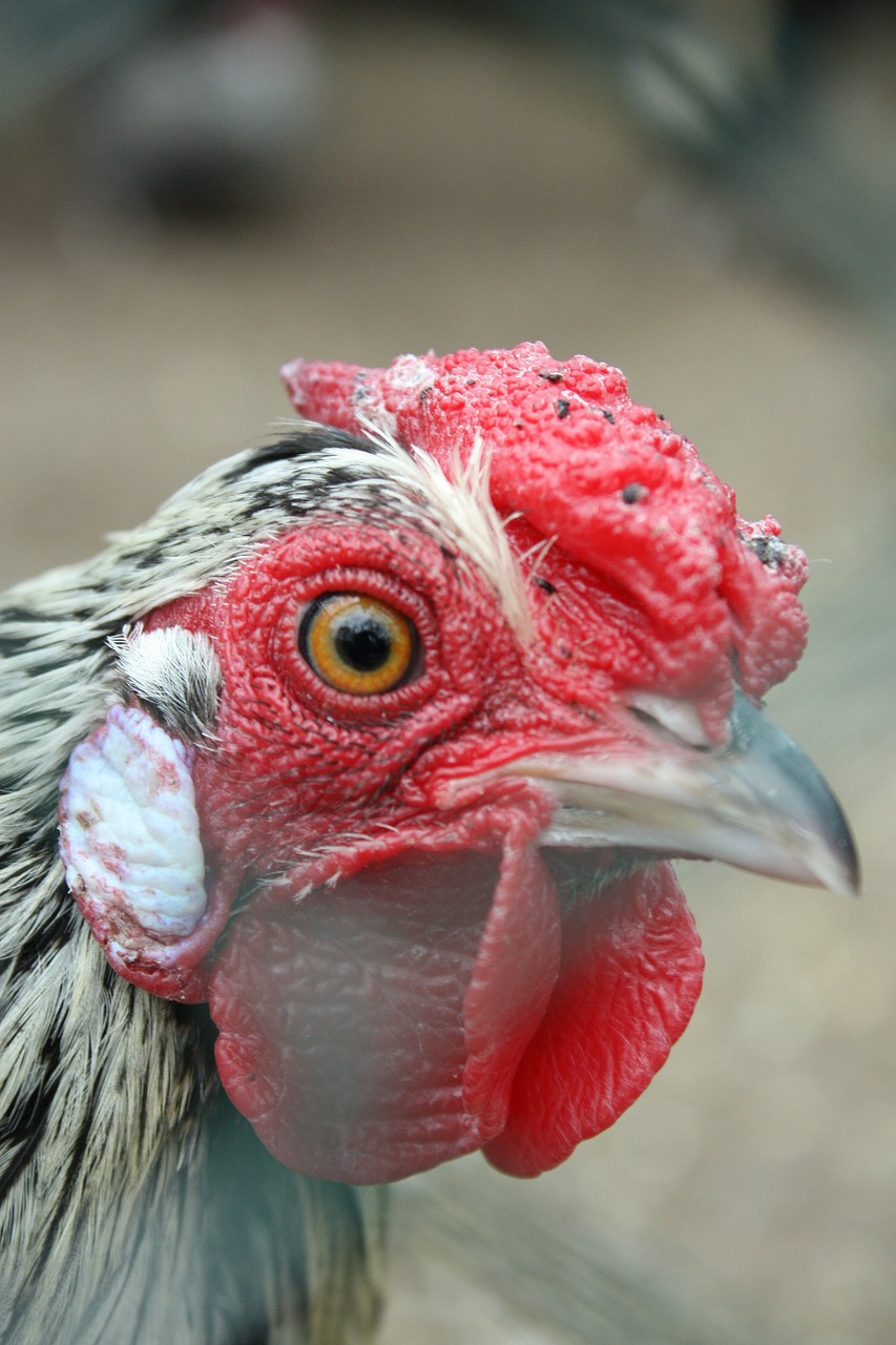 cock beak bird free photo