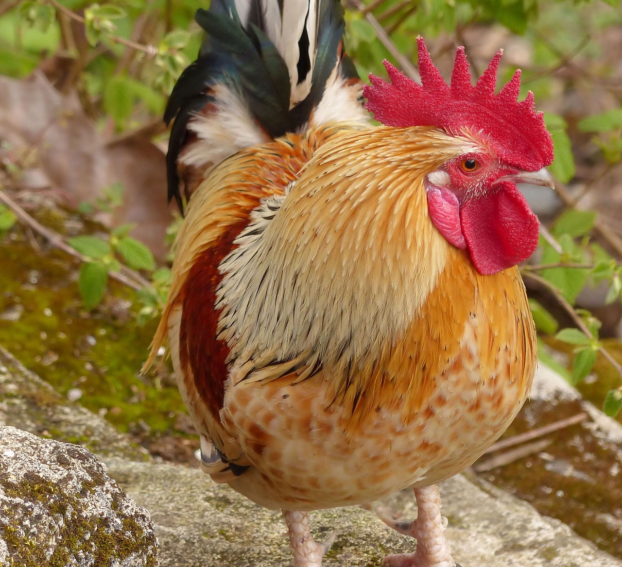 cock bird animal free photo