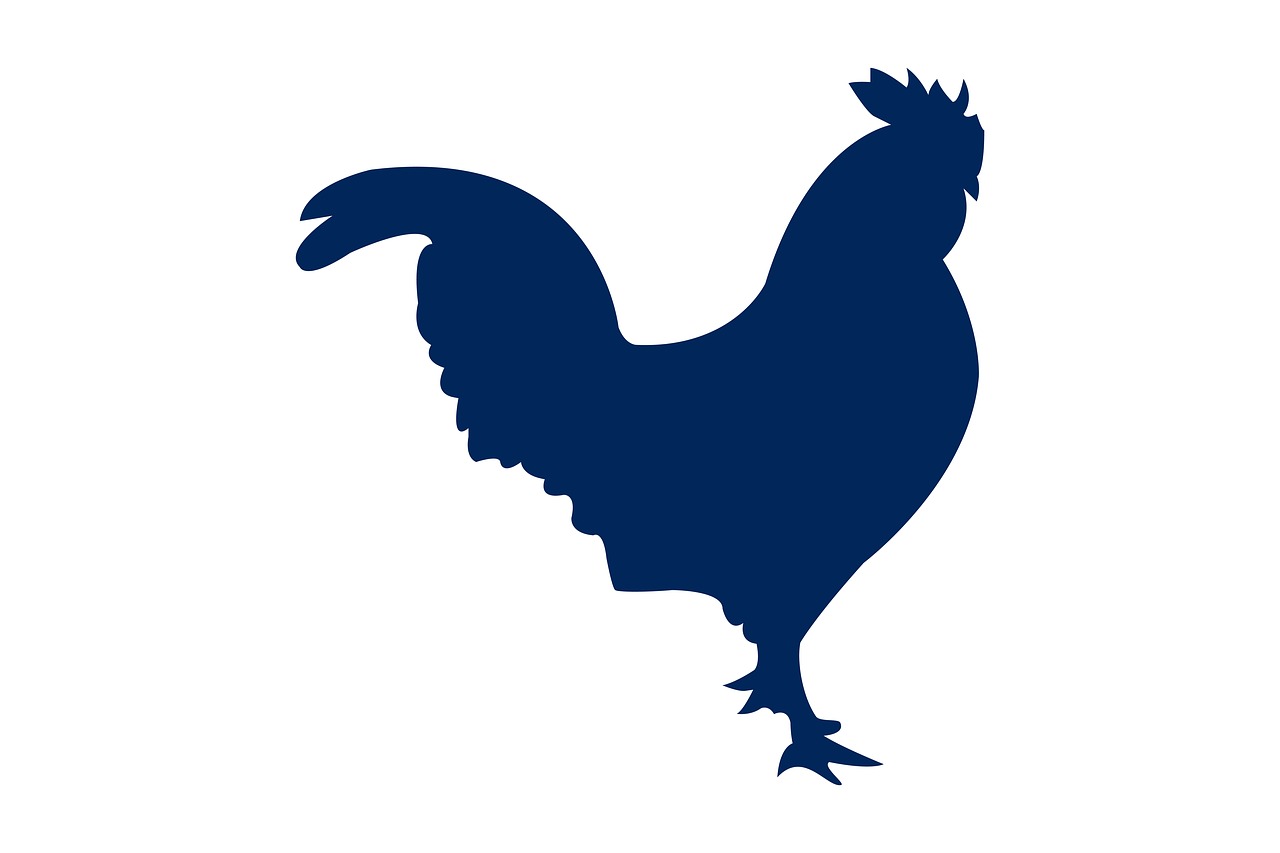 cock  animal  silhouette free photo