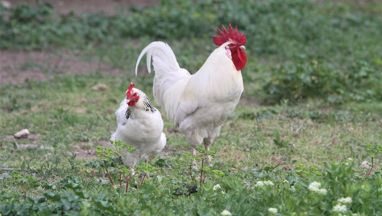 cock  hen  chicken free photo