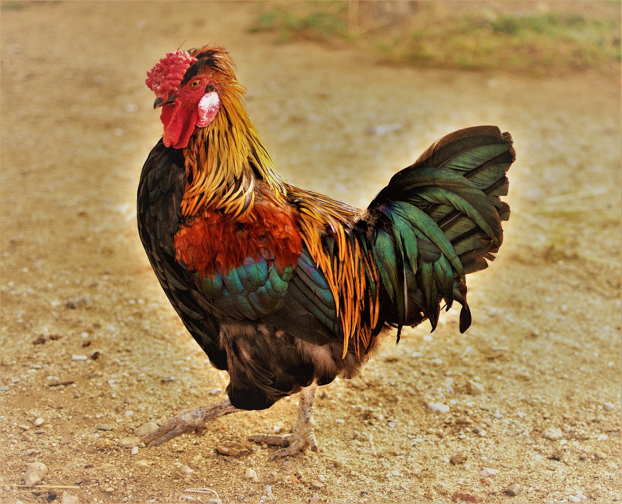 cock  farm  bird free photo