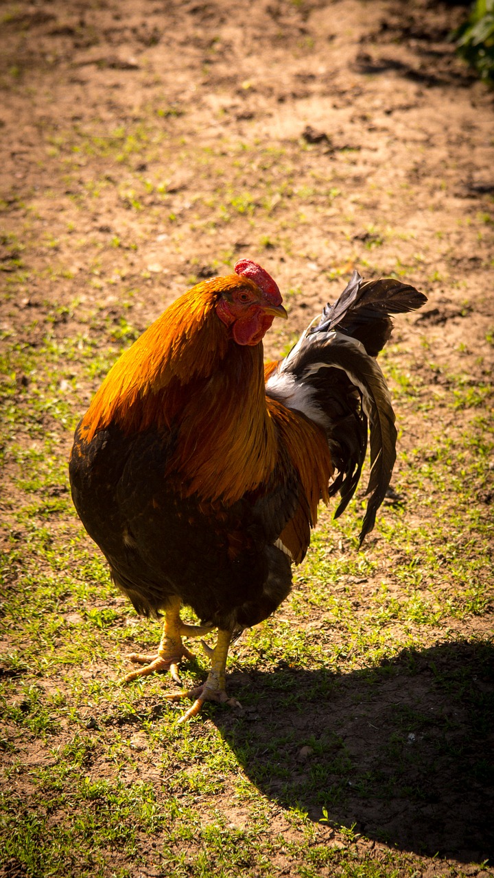 cock bird village free photo