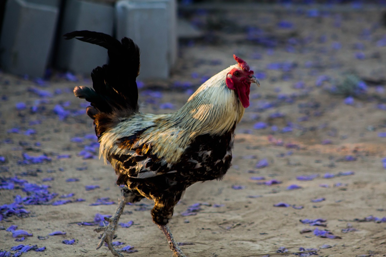 cock  hen house  farm free photo