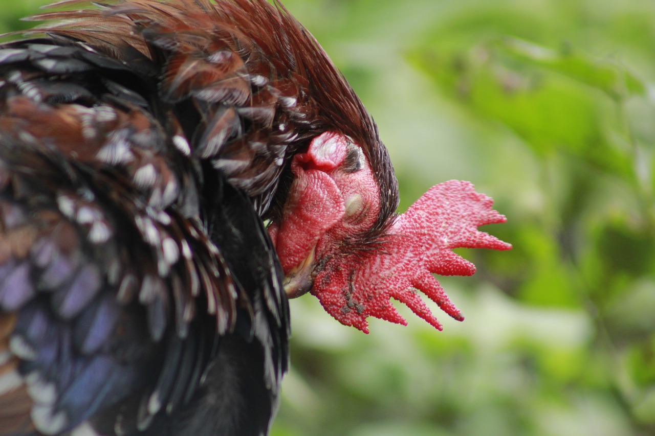 cock  redcock  hen free photo