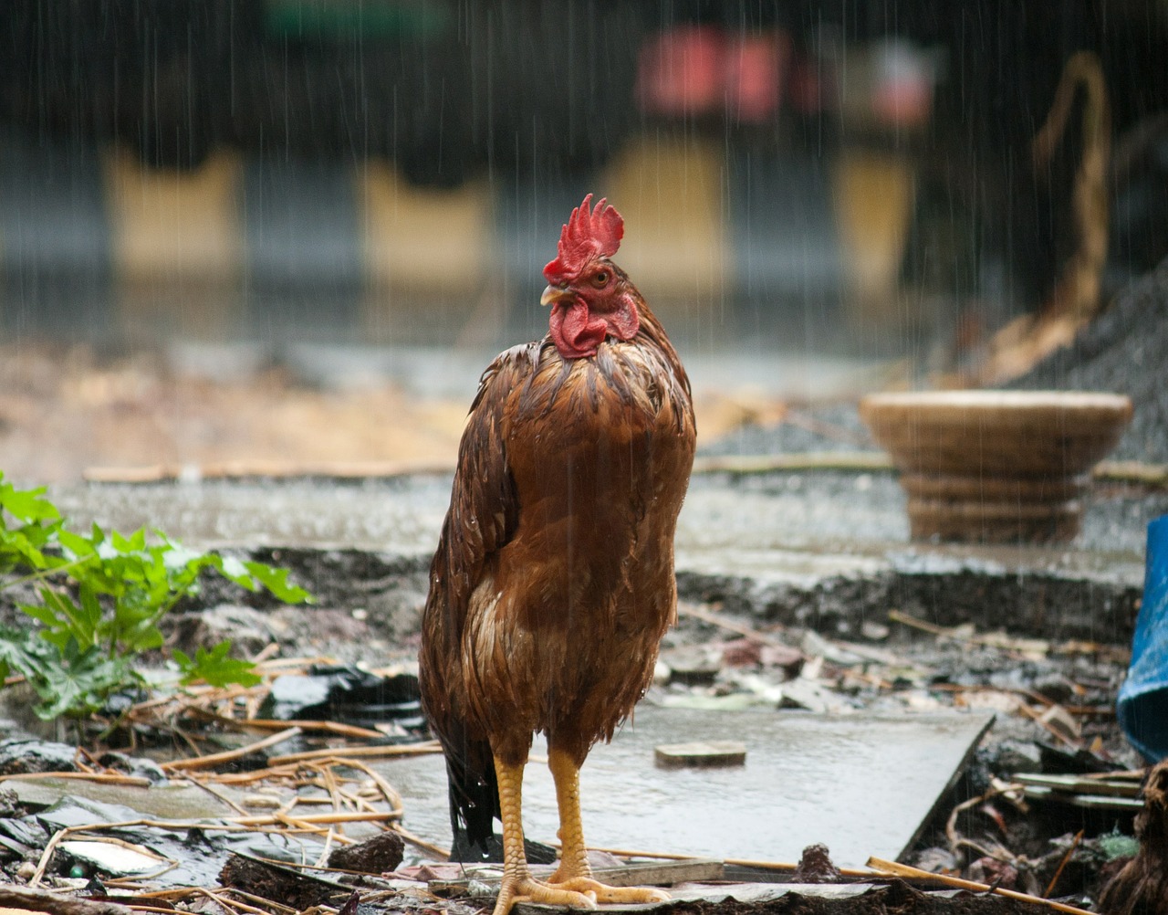 cock rain bird free photo