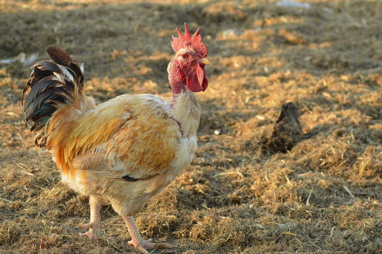 cock  chicken coop  crete free photo