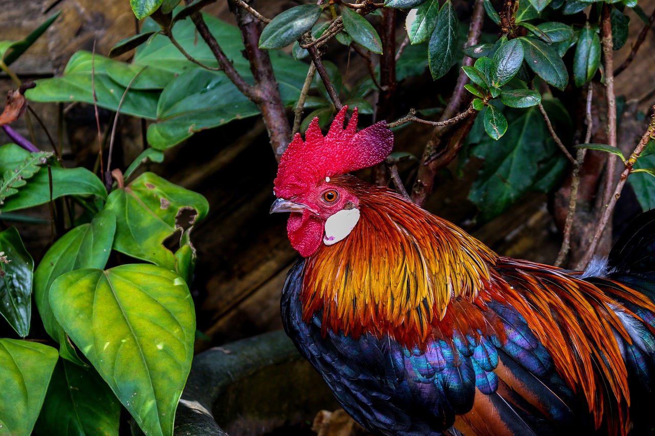 cock  chicken  farm free photo