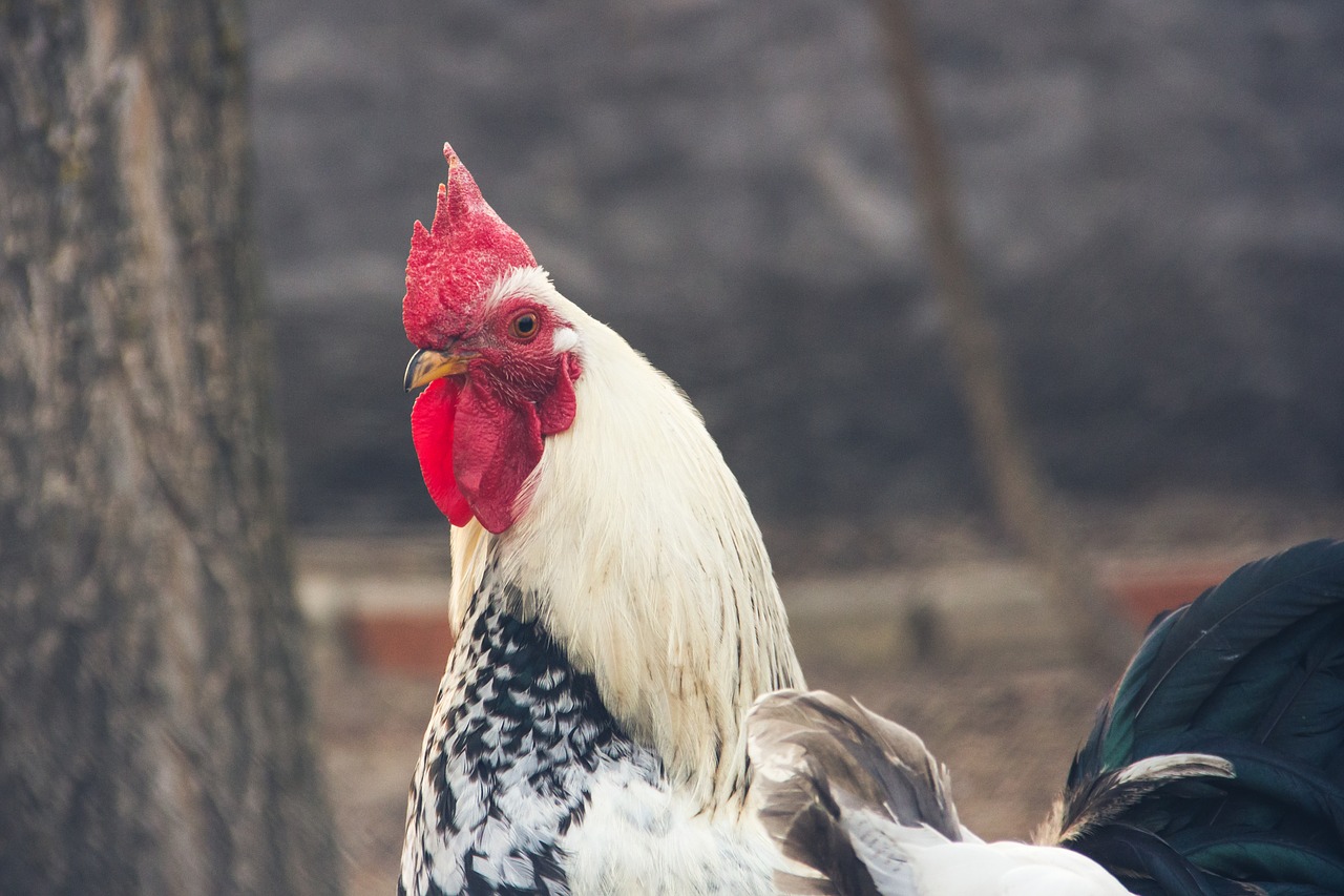 cock  farm  village free photo