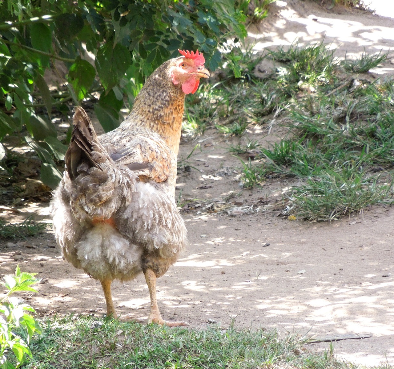 cock chicken farm free photo