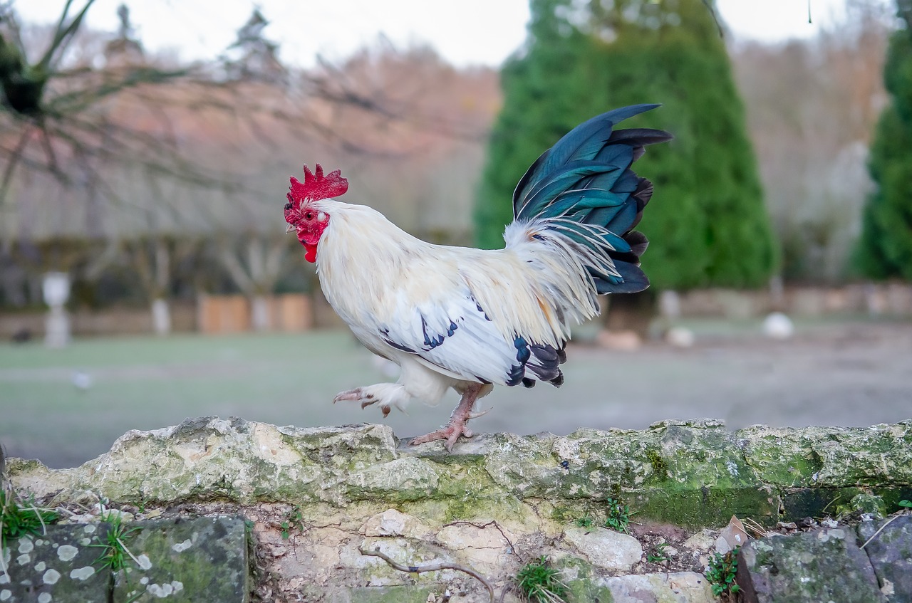 cock  crete  red free photo