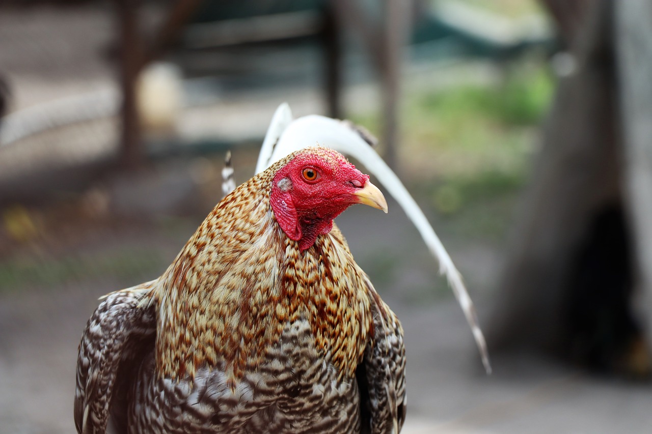 cock  bright  purebred free photo