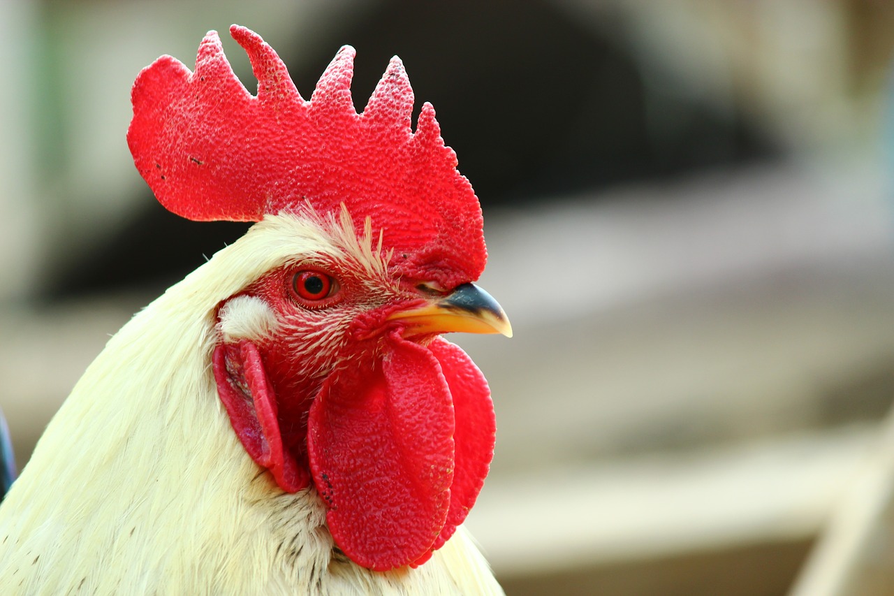 cock  rooster comb  animal free photo