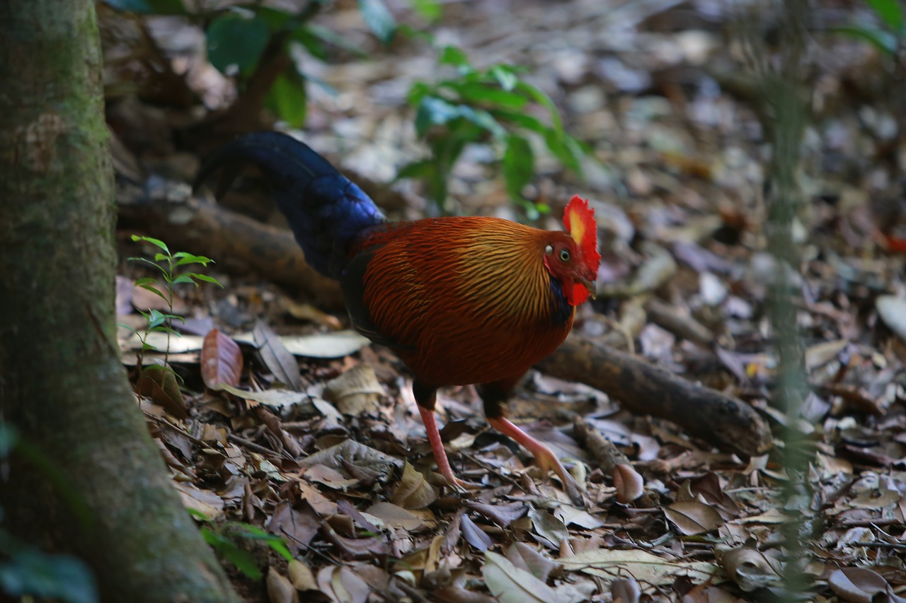 cock  chicken  bird free photo