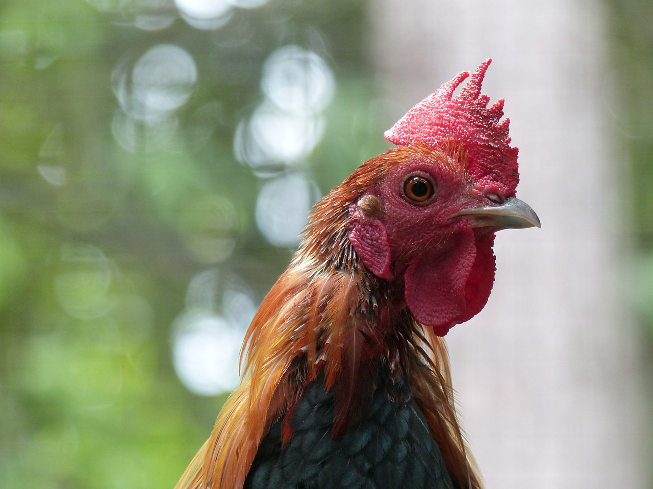 cock birds farm free photo