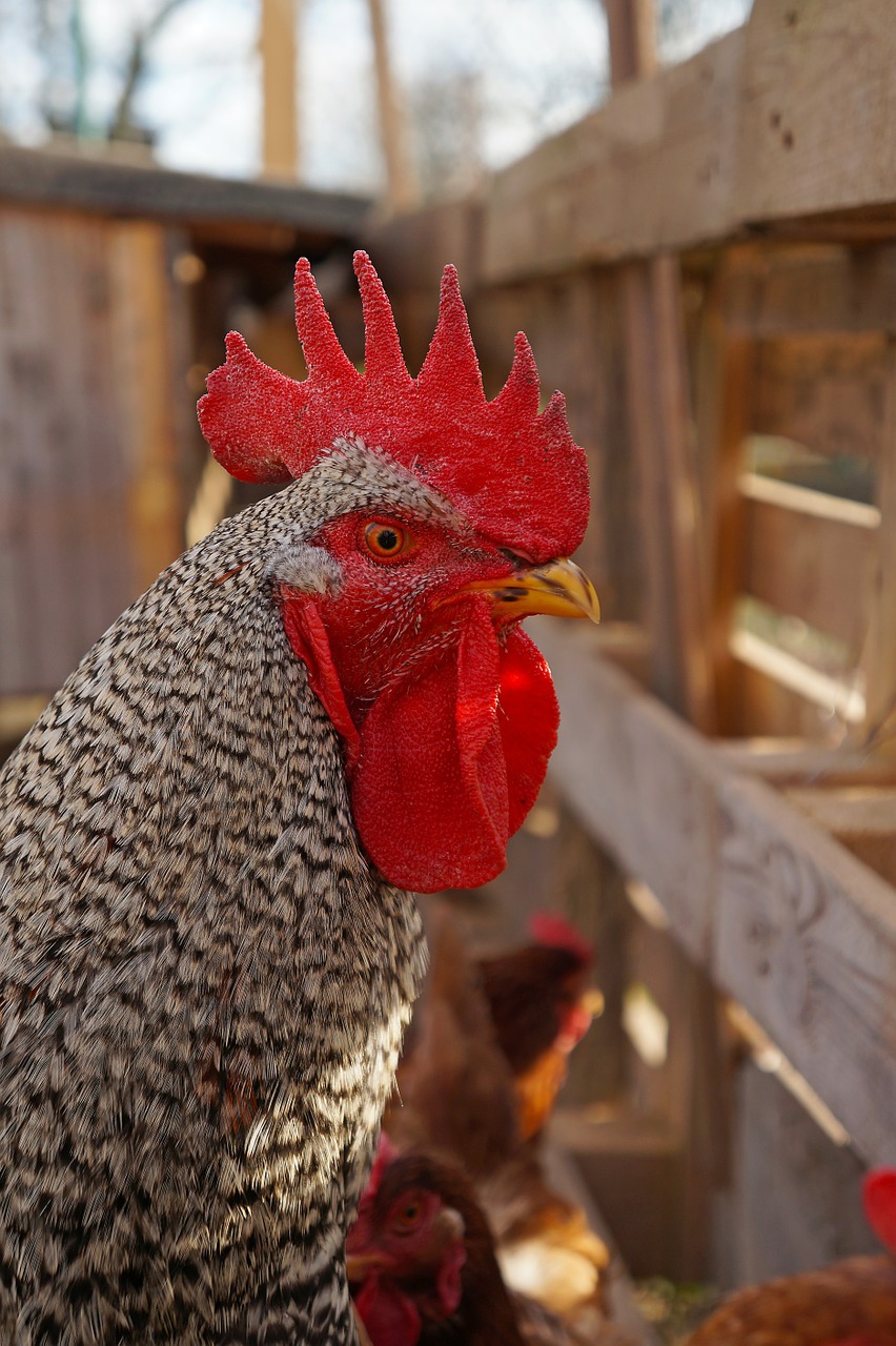 cock combs poultry free photo