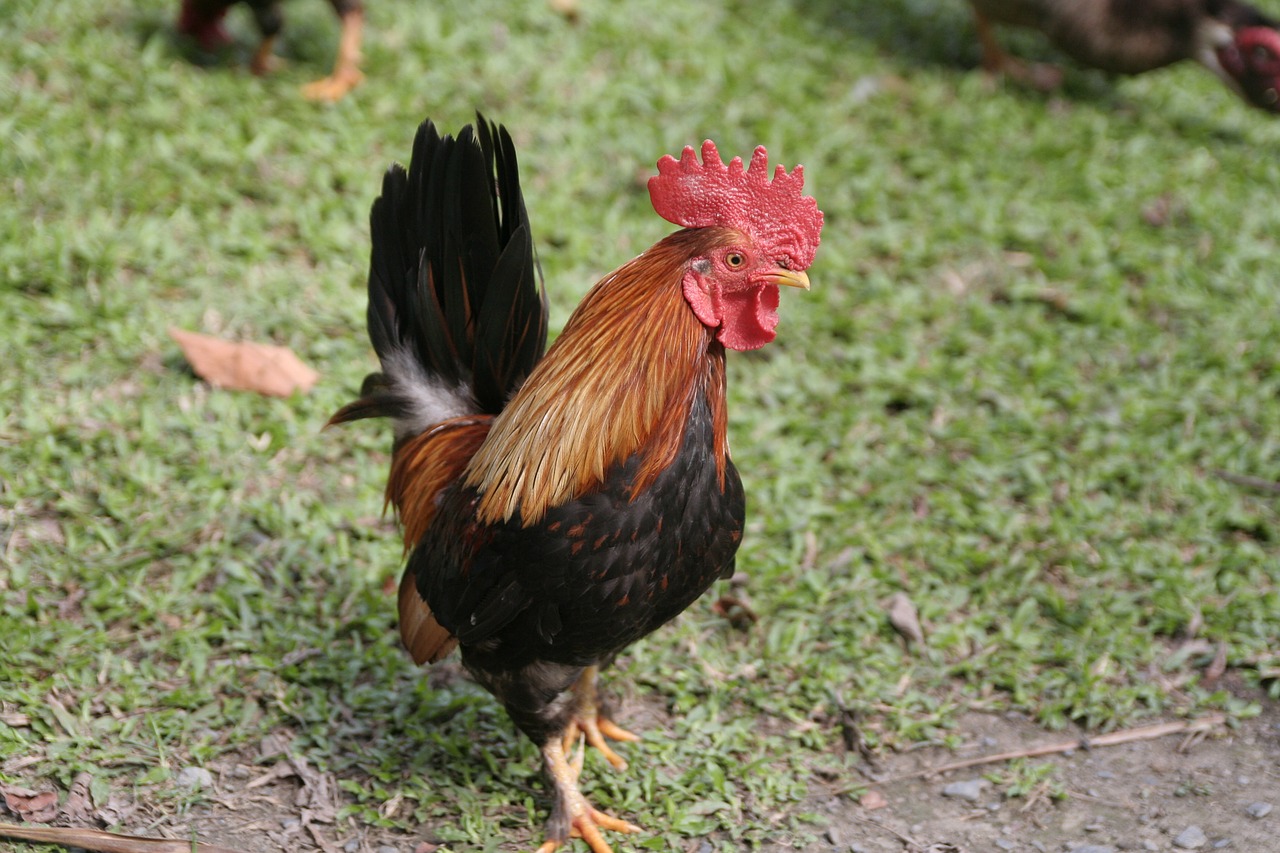 cock farmhouse pets free photo