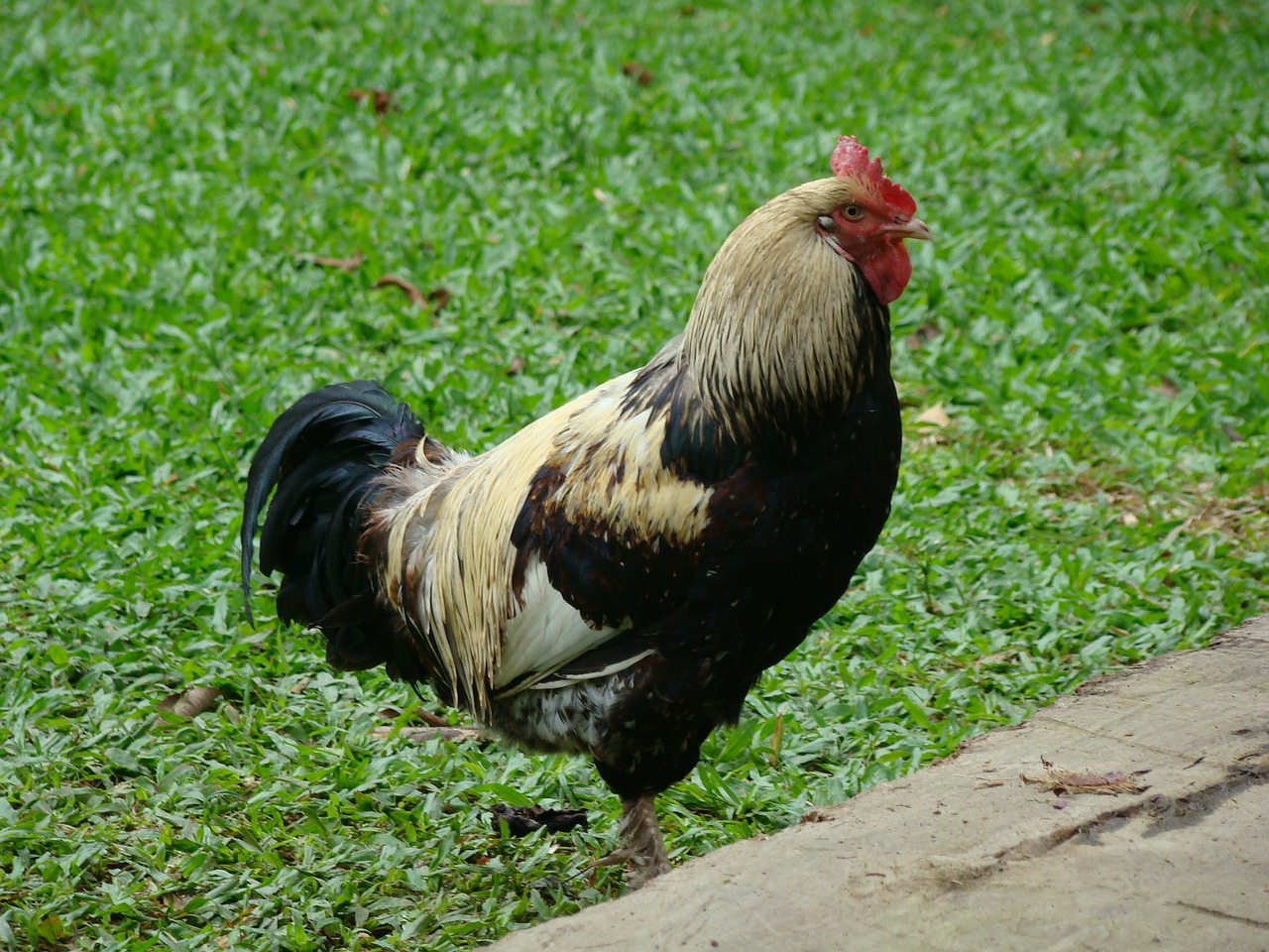 cock bird animal free photo