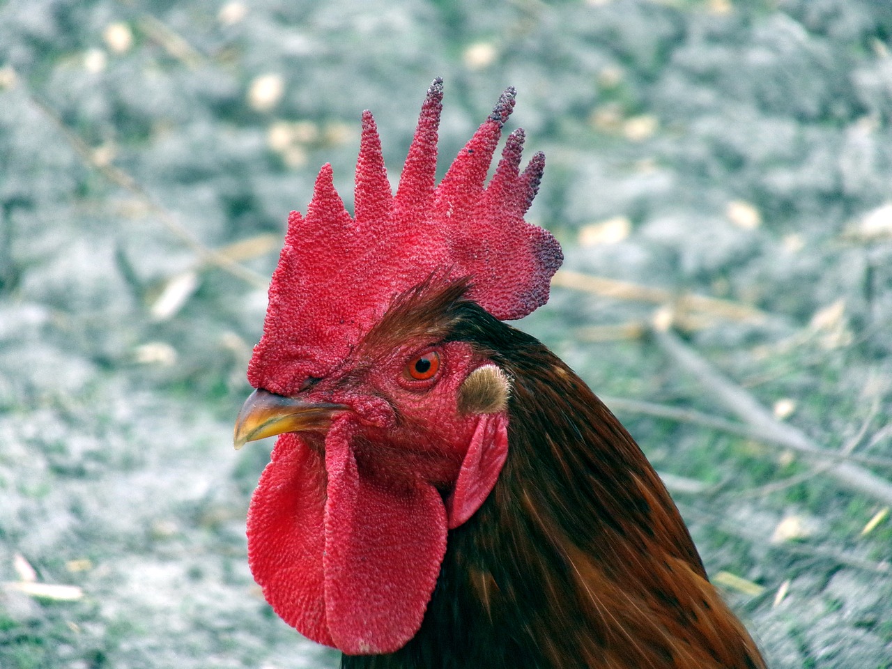 cock poultry cockscomb free photo