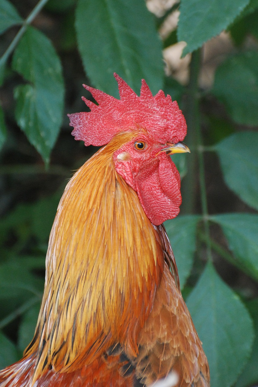 cock animal nature free photo