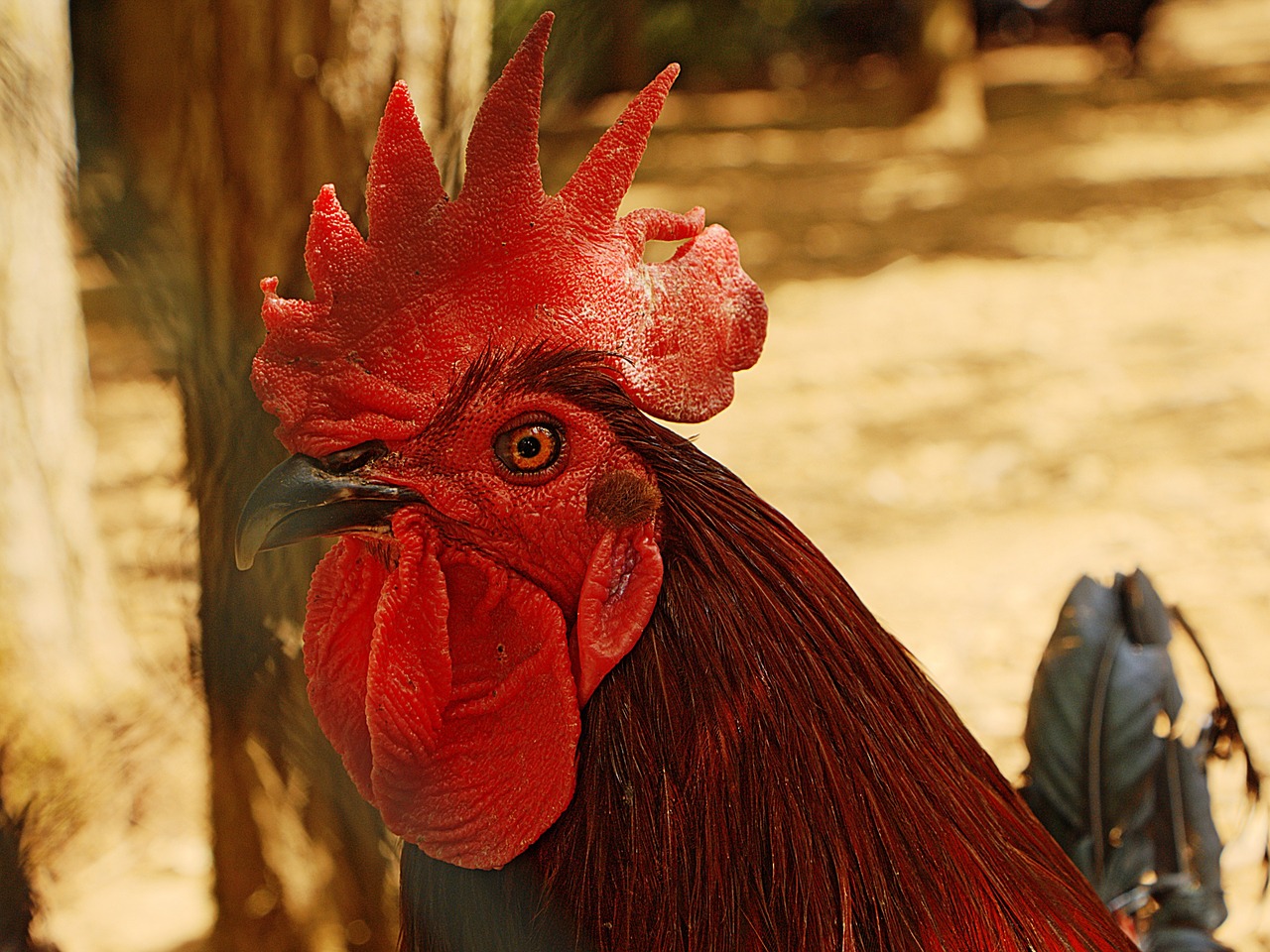 cock poultry crete free photo