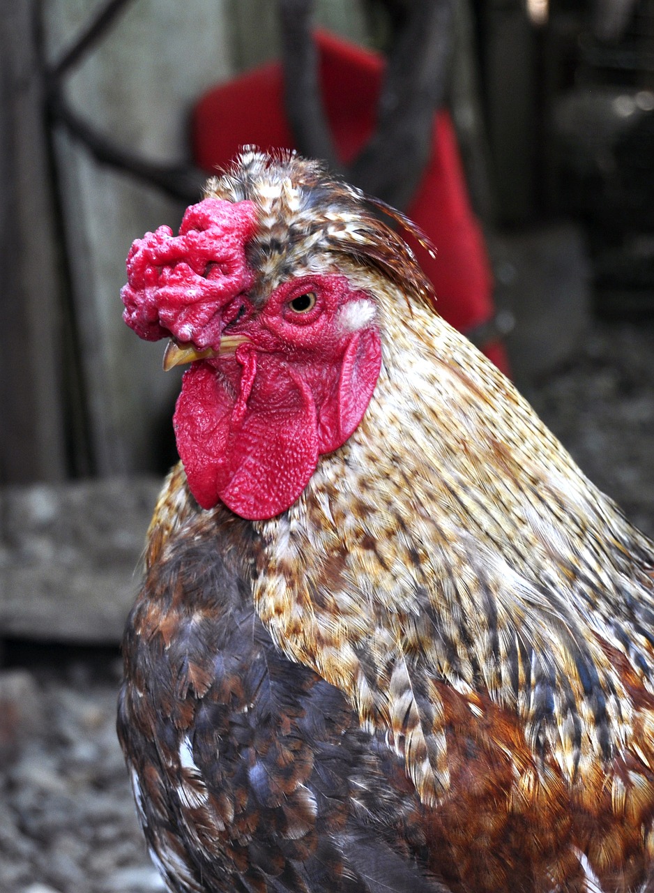 cock red peak free photo