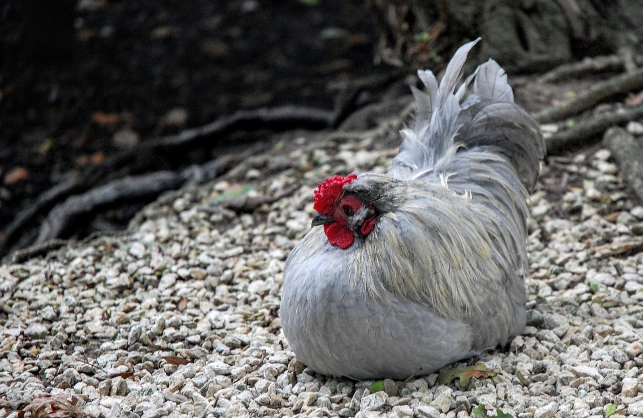 cock nature animal free photo