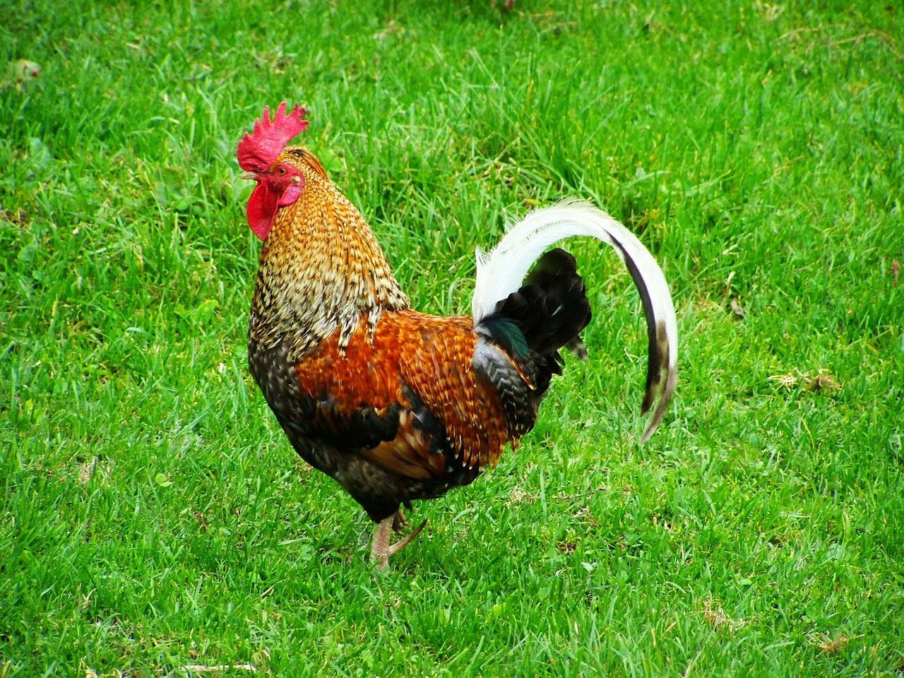 cock fancy poultry combs free photo