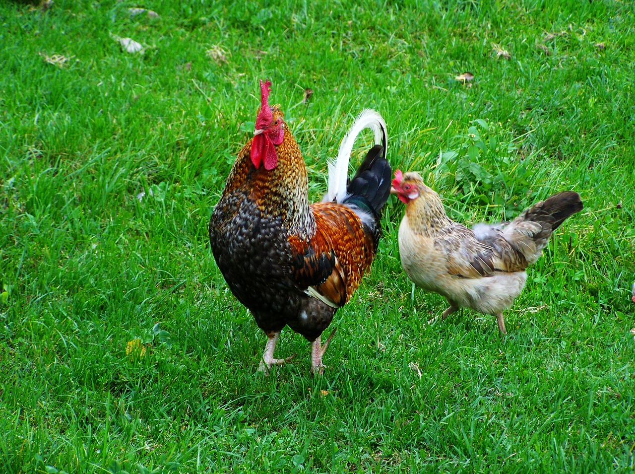 cock fancy poultry home fowl free photo