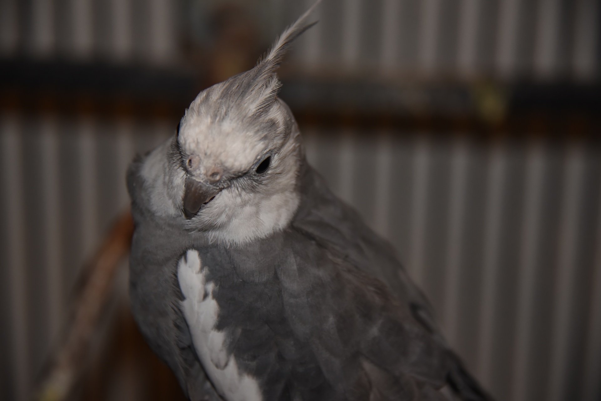 cockatiel bird grey free photo