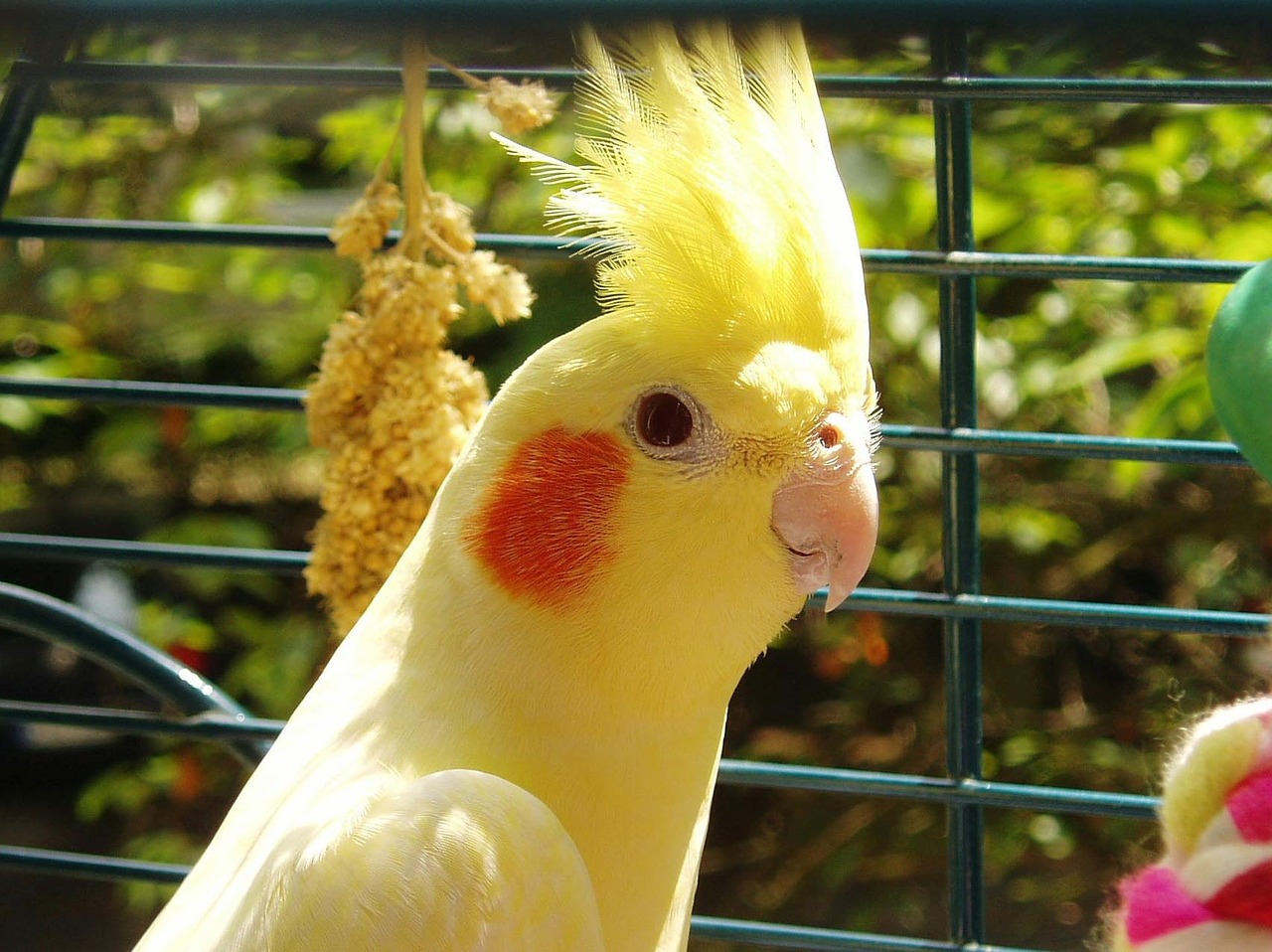 cockatiel bird yellow free photo